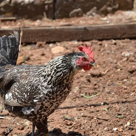Farm stay Tenuta Del Morige *
